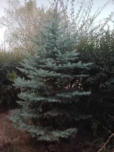 Декоративные деревья: Саженцы деревьев: Туи — 9