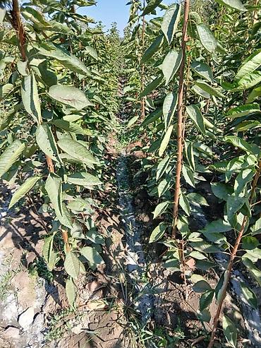 Другие фруктовые и ягодные растения: Ассаламу алайкум Турдуу кочоттор сатылат дыйканчылык озубуз — 5