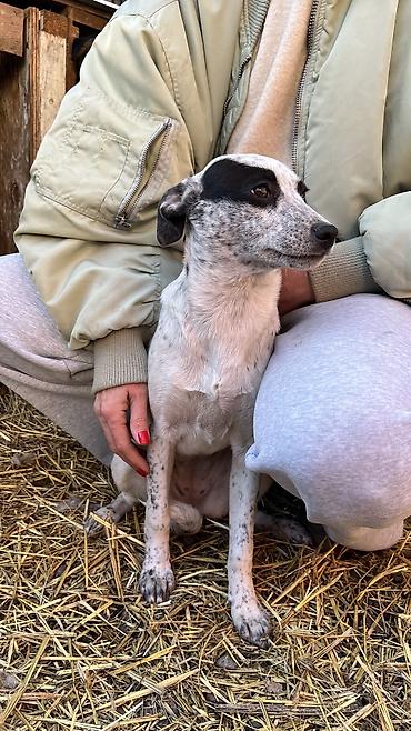 Отдам даром собаку: Собака даром: Дворняжка, 4 месяца, Самка, С прививкой — 11
