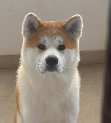afçarka balası: Akita-inu, 1 ay, Ünvandan götürmə — 2