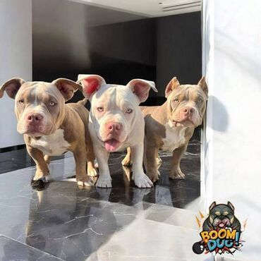 mali psi na poklon миријево, београд: American bully, ženski štenci Štenci / ženke / AMERICAN BULLY na lalafo.rs mali psi na poklon миријево, београд: American bully, ženski štenci Štenci / ženke / AMERICAN BULLY