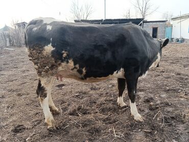 Коровы, быки: Продаю | Корова (самка) | Для молока | После отела — 5