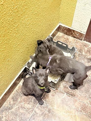 itlər bala: Belçika çoban iti, 2 ay, Peyvəndli, Pulsuz çatdırılma — 3