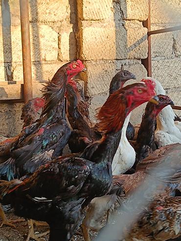 kakadu quşu: O shamo fereler 50-100 azn arasi xoruz 100 150 azn.Sumqayit — 9