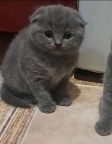котята в хорошие руки бесплатно: Шотландская, Самка, В добрые руки, Самовывоз