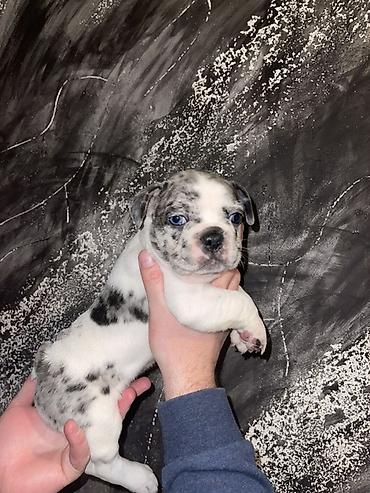 Psi: Francuski bulldog štene, jedinstven merle šare. Kompaktno, snažno — 16