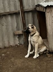 İtlər: Çoban iti 5 aylıq dişi 350 azn 055 662 05 16 bu nömreye yazın — 3