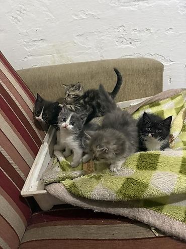 Кошки: Котята, помет из 5 малышей. Окрас разный: дымчато-серые пушистые — 2