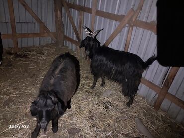 продам домик для кошки: Бир ечки бир серке сатылат ечки 12 мин серке 10 мин