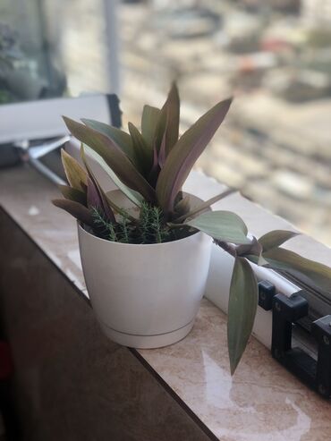 Otaq bitkiləri: Комнатные растения Крестовник — крупные и мини-растения Каменный — 21