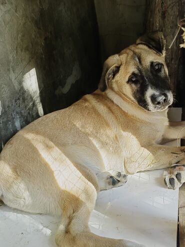 it baytarı: Qafqaz çoban iti, 4 ay, Erkek, Peyvəndli