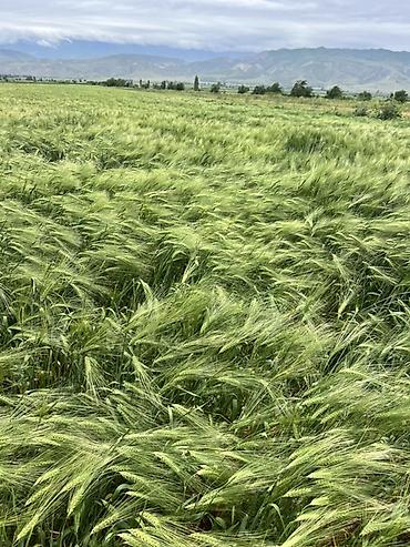 трава косить: # 🌿 Срочно продается земельный участок — 2 гектара 📍 с. Новопокровка — 1