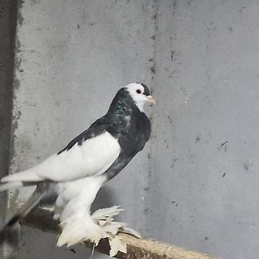 Göyərçinlər: Zövqlü dekorativ göyərçinlər dəsti - Nadir görünüşlü dekorativ — 8