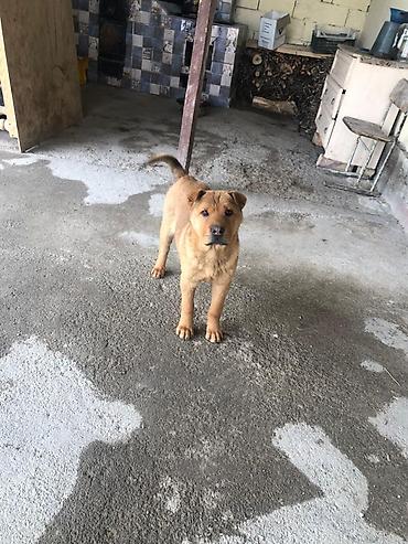 Продажа собак: Шарпей, 4 месяца, Самка, С прививкой — 4