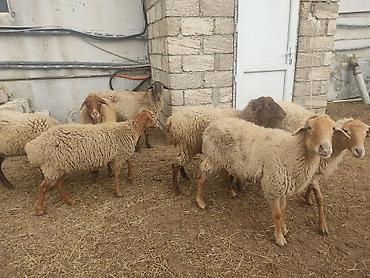 Qoyunlar, qoçlar: Dişi, il: 1, Damazlıq — 3