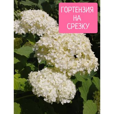 уголь каракече бешсары шабыркуль каражыра доставка бишкек купить фото: Черенки цветка: Гортензии, Самовывоз, Платная доставка