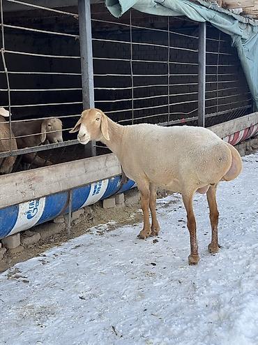 Баран, овца: Продаю | Овца (самка) | Арашан | Для разведения | Матка — 1