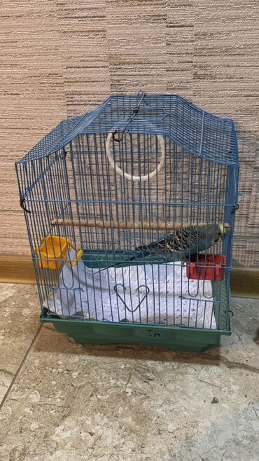 İtlər: Dalğalı tutuquşu (budaqay) və qəfəs dəsti - Növ: Budgerigar/dalğalı