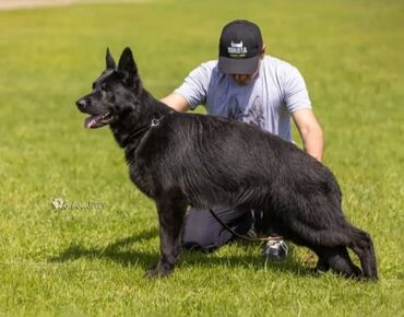 Продажа собак: Немецкая овчарка, 3 месяца, Самец, С родословной