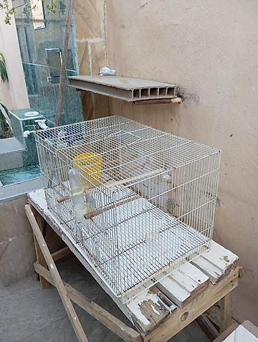 hamster qefesi: Quş qəfəsi,hamster qefesi, dovşan qəfəsi ve s - Material: metal torlu — 1
