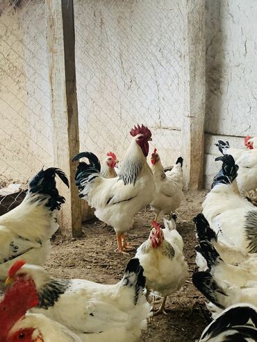 инкубатор курицы: Продаю | Куры, Петух, Цыплята | Для разведения, Несушки