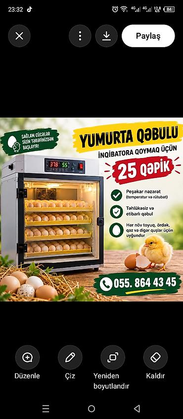 İnkubator üçün yumurta qəbulu xidməti - Peşəkar nəzarət: temperatur
