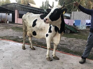 породистые коровы в бишкеке: Продаю | Корова (самка) | Для разведения, Для молока