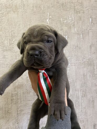 İtlər: Kane-Korso, 2 ay, Erkek, Sənədli, Pulsuz çatdırılma, Ödənişli çatdırılma — 7