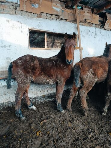 Лошади, кони: Продаю | Жеребенок | Для разведения | Племенные — 12