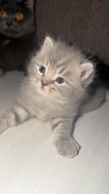 самоед щенок цена: 🐾 Продаются милые пушистые котята! 😻 Ищем любящих и заботливых хозяев — 1
