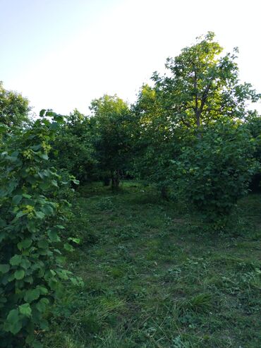 Daşınmaz əmlak: 25 sot, Kupça (Çıxarış)