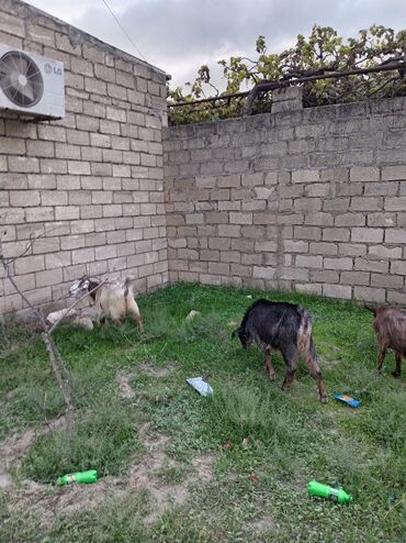 Inəklər, öküzlər: Dişi, Qala, il: 1, 35 kq, Damazlıq, Südlük, Ətlik, Ödənişli çatdırılma