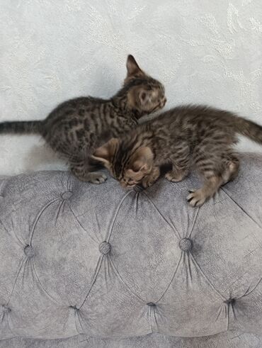 бенгальский кот домашний: Очаровательные котята табби с уникальным пятнистым окрасом