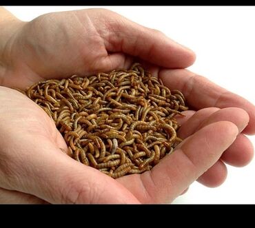 Qazlar: Un qurdu. Bütün qanadlı heyvanlar üçün canlı yem. Protein qaynağıdır