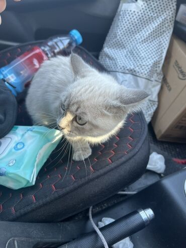 кошка сфинкс с шерстью: Котёнок, короткошёрстный, светло-серебристого окраса с плотным