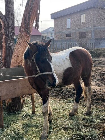 Лошади, кони: Продаю | Жеребенок | Рабочий — 5