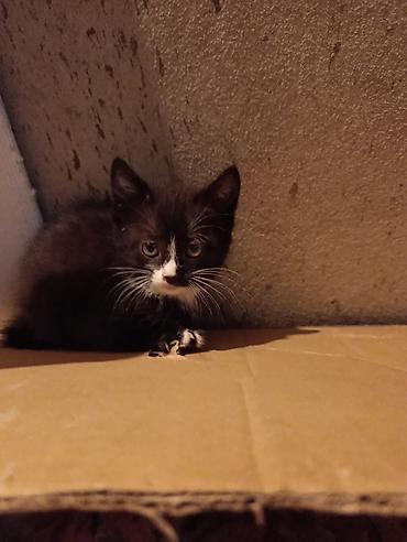 Отдам даром кошку: Котята девочки мальчики 1,5 месяца (серые мальчики, чёрно-белым — 14