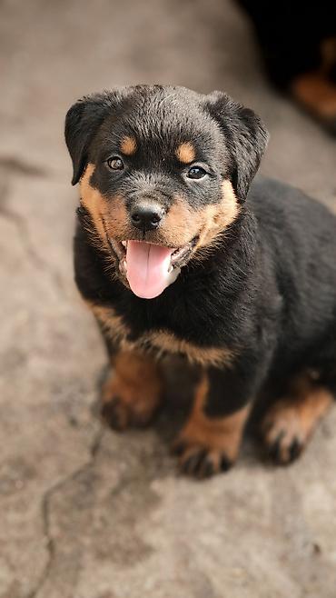 it elanlari: Rotveyler, Peyvəndli — 9