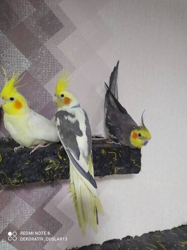 Tutuquşları: Salam danisan quslar satilir. Yaslari ferqlidir. Quslar dislemir — 9