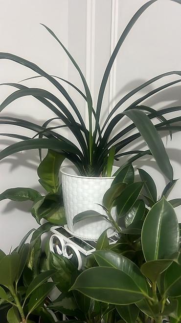 Диффенбахии: Комнатные растения в декоративных горшках - Диффенбахия крупнолистная — 37