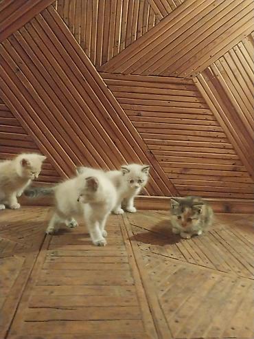 кошка регдолл: Отдам красивых котят в хорошие руки — 6