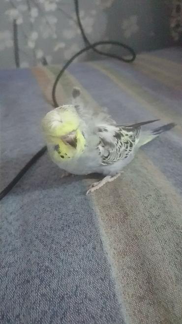 Tutuquşları: Bir ədədi -100-azn 150 azn aq rəydə olanlar qiymət fərqli hazır -da lalafo.az — 20 Tutuquşları: Bir ədədi -100-azn 150 azn aq rəydə olanlar qiymət fərqli hazır — 20