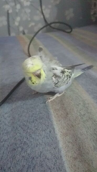 Tutuquşları: Yaponiclər və yaponicdən dömmələr — 27