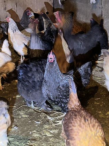 Куры, петухи: Продаю | Куры, Петух | Домашняя | На забой, Для разведения, Несушки — 3