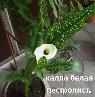 Другие садовые цветы и кустарники: Садовые растения - кустарники ( вейгела пестролистная, рябинник — 16