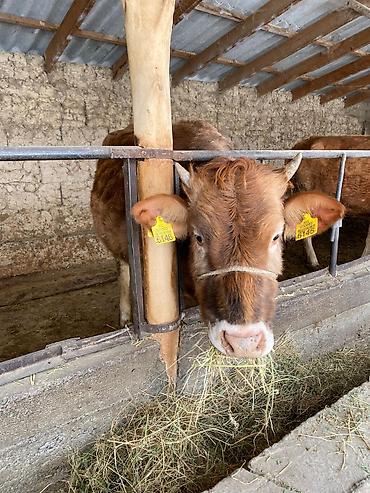 Коровы, быки: Продаю | Тёлка | На откорм, На забой, Для разведения — 11