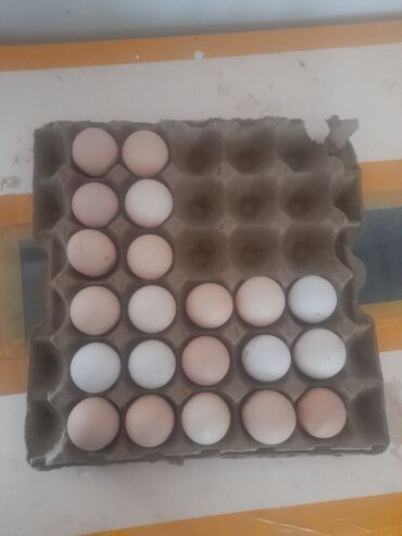 где купить яйца бройлеров для инкубатора: Продаю яйцо Адлер инкубационый принимаем заказ только званите