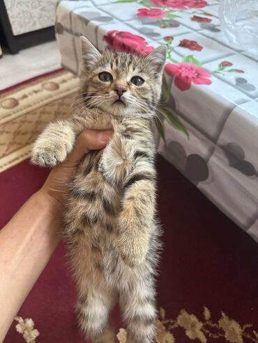 Отдам даром кошку: Кошка даром: Беспородная, Мальчик