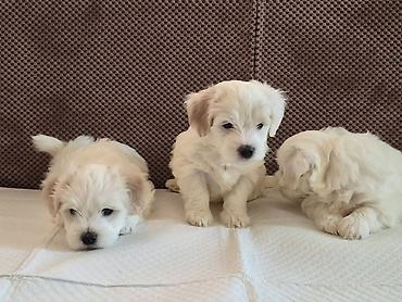 Psi: Tulearski pas (Koton)-štenci Na prodaju su 3 preslatka šteneta rase — 1