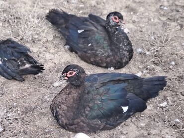 Digər quşlar: Salam.Lal ördəklər satılır bütün cinslərdən var .Fərələrin çoxu — 5